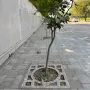 TREE GUARD